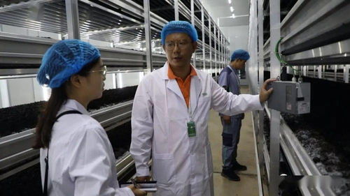 菌香飄千里，科技助搬遷——貴州岑鞏以菌產業年供300崗位，助力易地搬遷群眾城市扎根